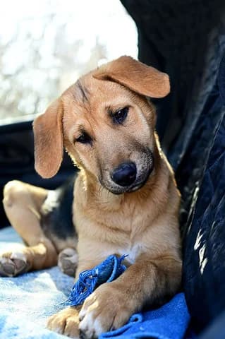 Mailo (Μάϊλο), male puppy Mixed Breed for adoption at Dogs Voice, Athens