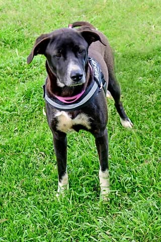 JOY, female puppy Mixed Breed for adoption at Dogs Voice, Athens