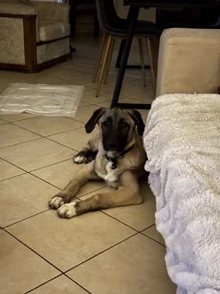 Moyfasa (Μουφασα), male puppy Mixed Breed for adoption at Dogs Voice, Athens