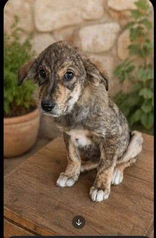 Tartaroygakos (Ταρταρουγακος), male puppy Mixed Breed for adoption at Dogs Voice, Athens