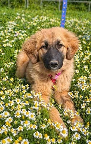Julia, female puppy Mixed Breed for adoption at Dogs Voice, Athens