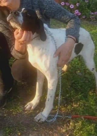 Roza (Ρόζα), female young Mixed Breed for adoption at Dogs Voice, Athens