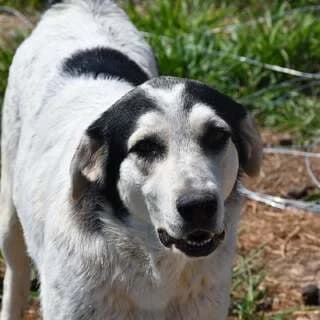 Ntiegko (Ντιέγκο), male young Mixed Breed for adoption at Dogs Voice, Athens