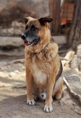 Panoylis (Πανούλης), male 7yo Mixed Breed for adoption at Dogs Voice, Athens