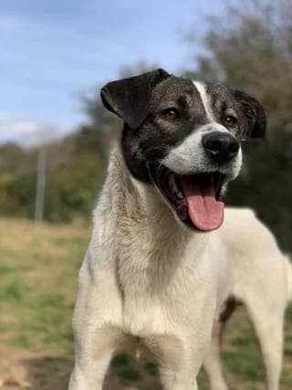Skoympi (Σκούμπι), male 3yo Mixed Breed for adoption at Dogs Voice, Athens