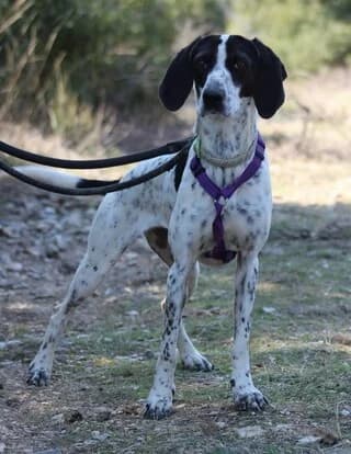Leni (Λενη), female young Mixed Breed for adoption at Dogs Voice, Athens