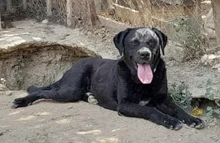 Spyroyla (Σπυρούλα), female 3yo Mixed Breed for adoption at Dogs Voice, Athens