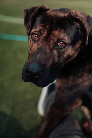 Logkan (Λόγκαν), male 3yo Mixed Breed for adoption at Dogs Voice, Athens