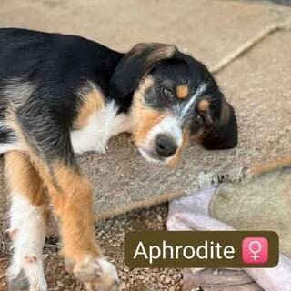Aphrodite, female puppy Mixed Breed for adoption at Dogs Voice, Athens