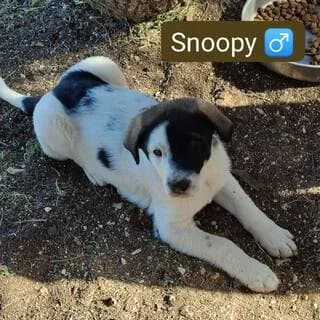 Snoopy, male puppy Mixed Breed for adoption at Dogs Voice, Athens