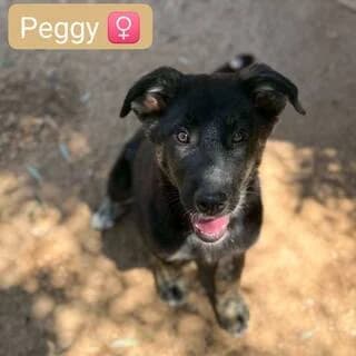 Peggy, female puppy Mixed Breed for adoption at Dogs Voice, Athens