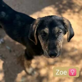 Zoe, female puppy Mixed Breed for adoption at Dogs Voice, Athens
