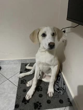 Mprampoys (Μπραμπους), male puppy Mixed Breed for adoption at Dogs Voice, Athens