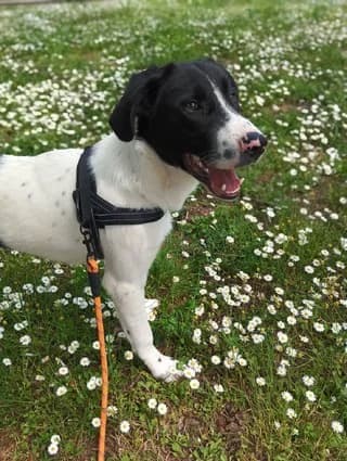 Gabriel, male puppy Mixed Breed for adoption at Dogs Voice, Athens
