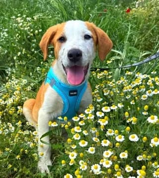 Pipis (Πίπης), male puppy Mixed Breed for adoption at Dogs Voice, Athens