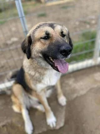Frinta (Φρίντα), female young Mixed Breed for adoption at Dogs Voice, Athens