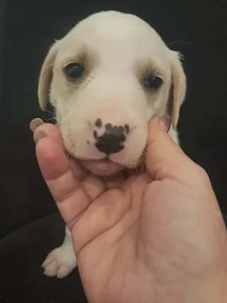 Koytavi 4 (Κουτάβι 4), female puppy Mixed Breed for adoption at Dogs Voice, Athens