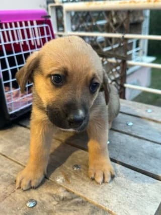 Koytavi 5 (Κουτάβι 5), male puppy Mixed Breed for adoption at Dogs Voice, Athens