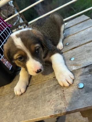Koytavi 6 (Κουτάβι 6), male puppy Mixed Breed for adoption at Dogs Voice, Athens