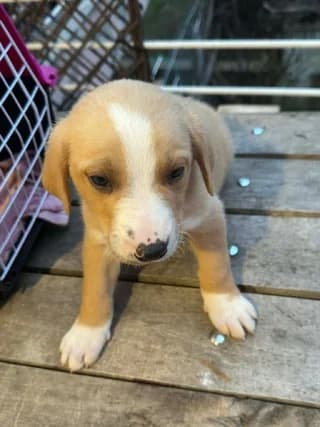 Koytavi 7 (Κουτάβι 7), female puppy Mixed Breed for adoption at Dogs Voice, Athens