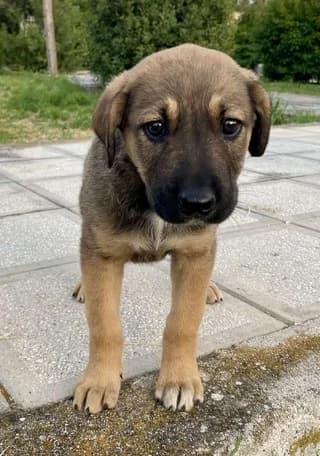 Lexie, female puppy Mixed Breed for adoption at Dogs Voice, Athens