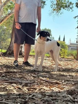 Terry, male puppy Mixed Breed for adoption at Dogs Voice, Athens