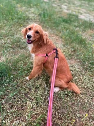 Agapi (Αγάπη), female puppy Mixed Breed for adoption at Dogs Voice, Athens