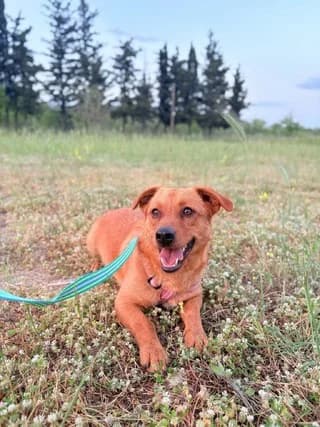Jack, male puppy Mixed Breed for adoption at Dogs Voice, Athens