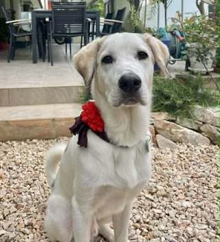 Rice, male puppy Mixed Breed for adoption at Dogs Voice, Athens