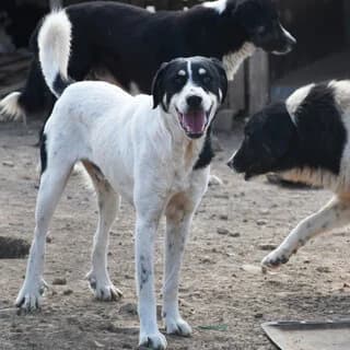 Zak (Ζακ), male 3yo Mixed Breed for adoption at Dogs Voice, Athens