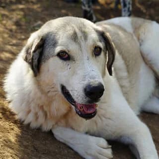 Roky (Ρόκυ), 7yo Mixed Breed for adoption at Dogs Voice, Athens