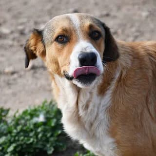 Roza (Ρόζα), female 3yo Mixed Breed for adoption at Dogs Voice, Athens
