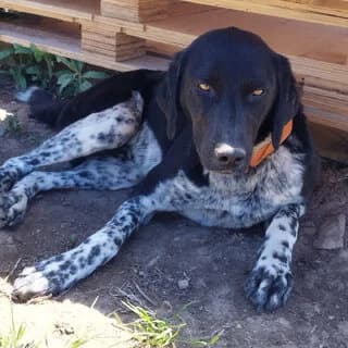 Odysseas (Οδυσσέας), male 3yo Mixed Breed for adoption at Dogs Voice, Athens