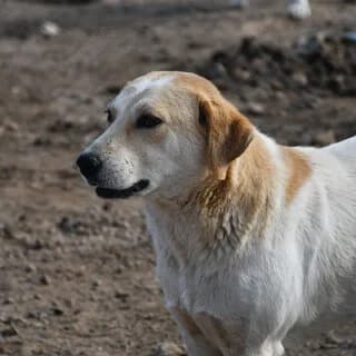 Achilleas (Αχιλλέας), male 3yo Mixed Breed for adoption at Dogs Voice, Athens
