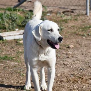 Chionati (Χιονάτη), female 3yo Mixed Breed for adoption at Dogs Voice, Athens