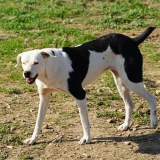 Soyzana (Σουζάνα), female 7yo Mixed Breed for adoption at Dogs Voice, Athens