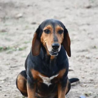 Melani (Μέλανι), female 3yo Mixed Breed for adoption at Dogs Voice, Athens