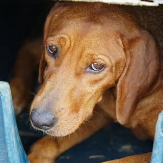 Kanela (Κανέλα), female 3yo Mixed Breed for adoption at Dogs Voice, Athens