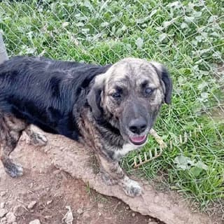 Errikos (Ερρίκος), male 3yo Mixed Breed for adoption at Dogs Voice, Athens