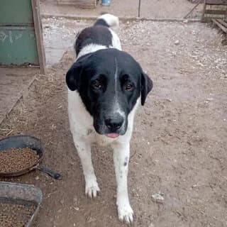Moyrgos (Μούργος), male 3yo Mixed Breed for adoption at Dogs Voice, Athens
