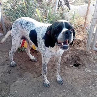 Marley (Μάρλεϋ), male 3yo Mixed Breed for adoption at Dogs Voice, Athens
