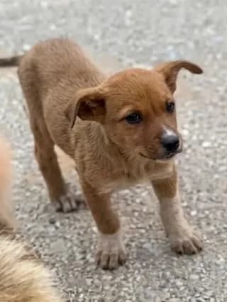 Fani (Φανή), female puppy Mixed Breed for adoption at Dogs Voice, Athens