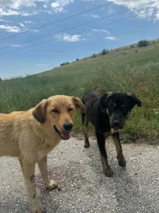 Thanos & Fotis (Θάνος & Φώτης), male puppy Mixed Breed for adoption at Dogs Voice, Athens