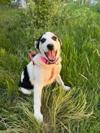 Elsa, female puppy Mixed Breed for adoption at Dogs Voice, Athens