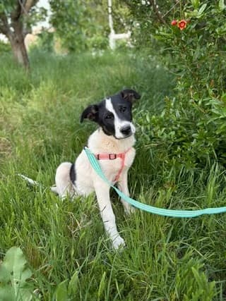 Olaf, male puppy Mixed Breed for adoption at Dogs Voice, Athens
