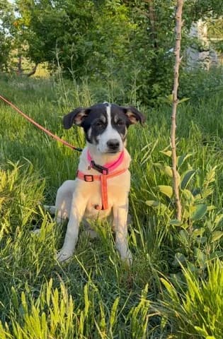 Star, female puppy Mixed Breed for adoption at Dogs Voice, Athens