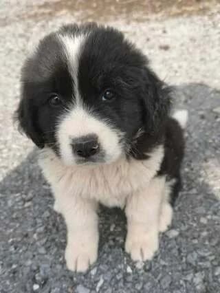 Zafeiris (Ζαφείρης), male puppy Mixed Breed for adoption at Dogs Voice, Athens