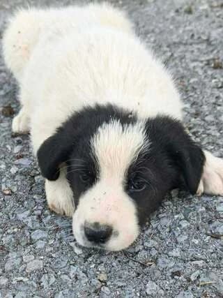 Prokopis (Προκόπης), male puppy Mixed Breed for adoption at Dogs Voice, Athens