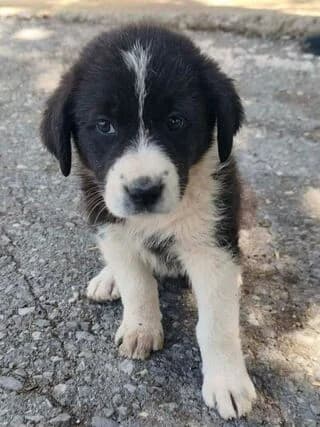 Matthildi (Ματθίλδη), female puppy Mixed Breed for adoption at Dogs Voice, Athens