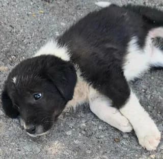 Loykia (Λουκία), female puppy Mixed Breed for adoption at Dogs Voice, Athens